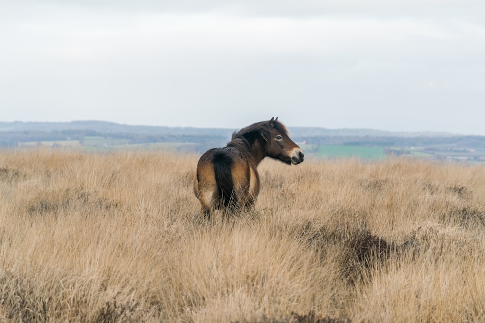 a horse standing in a field of dry grass