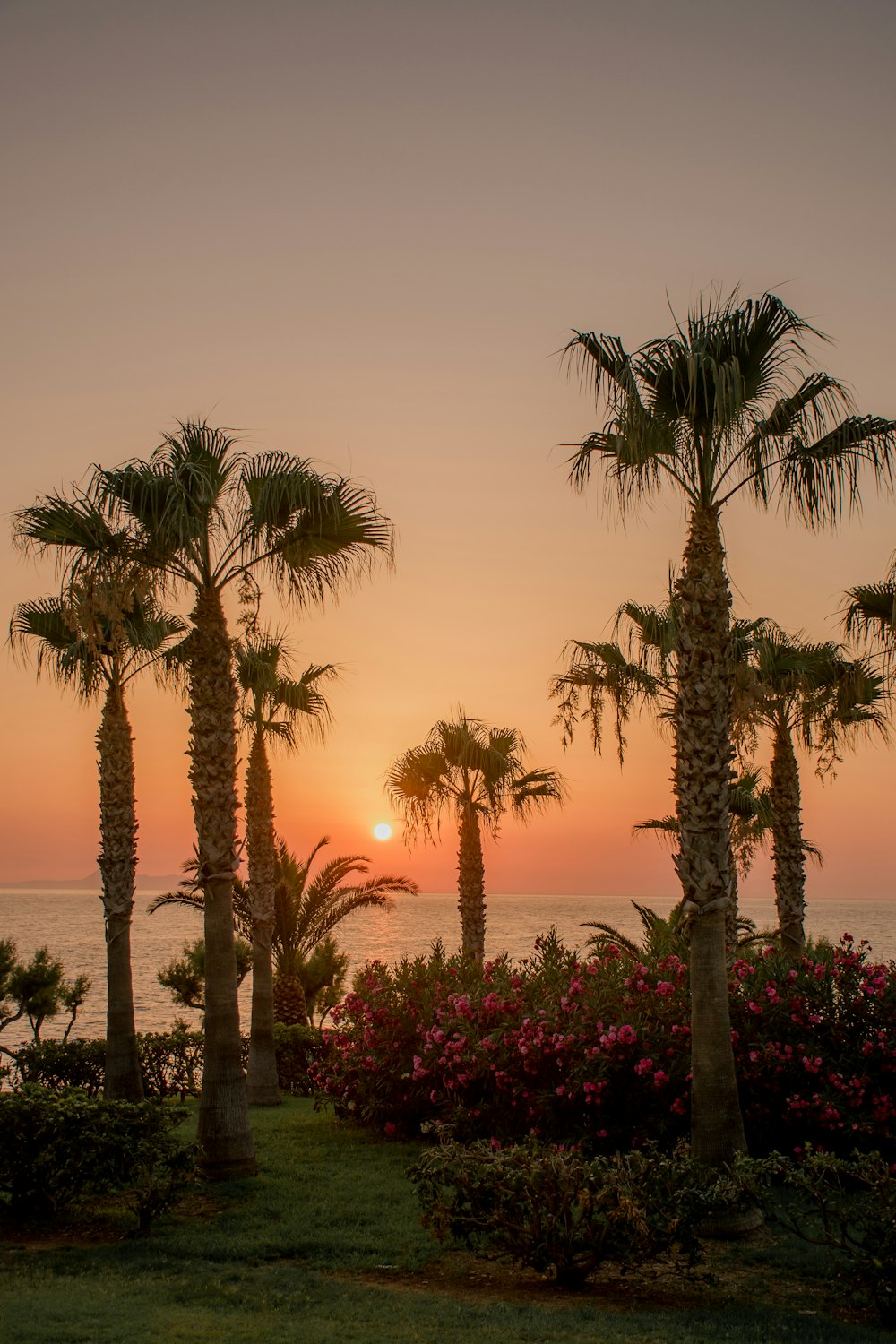 the sun is setting over the ocean with palm trees