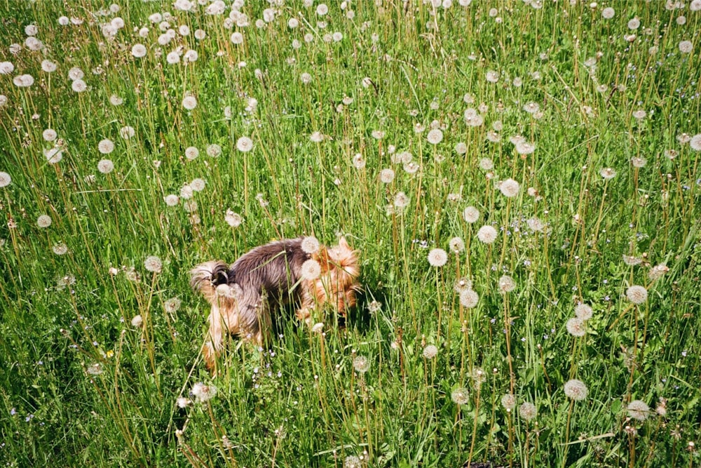 a dog in a field of grass and dandelions