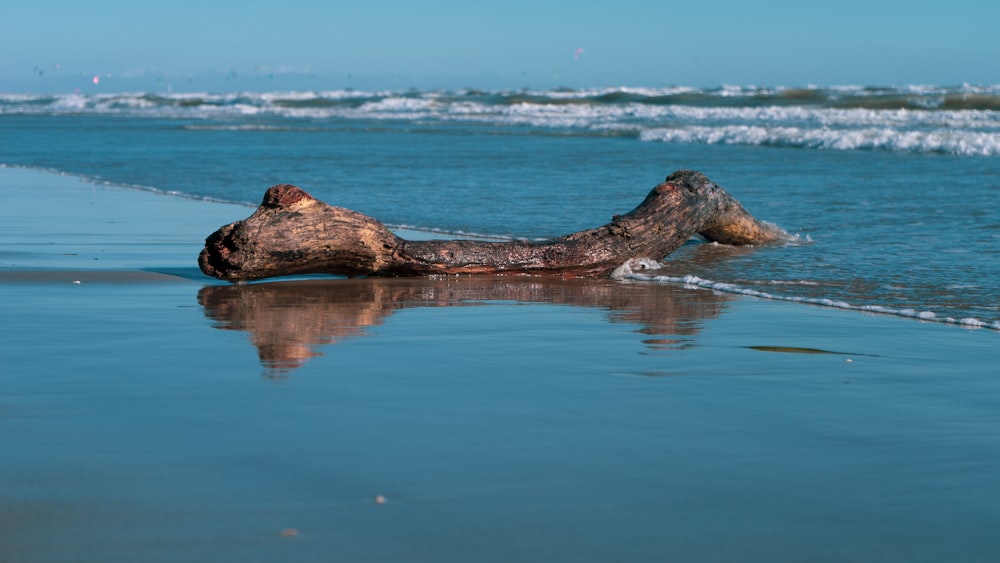 a log laying on the sand of a beach