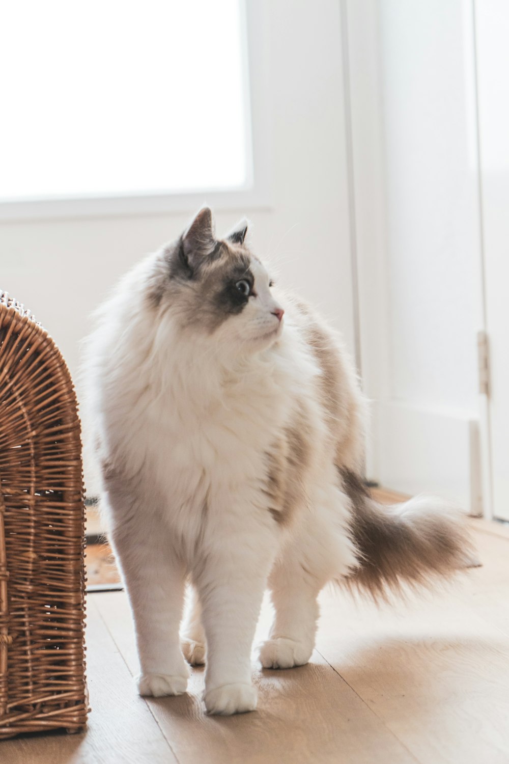 a cat standing on a wooden floor next to a basket
