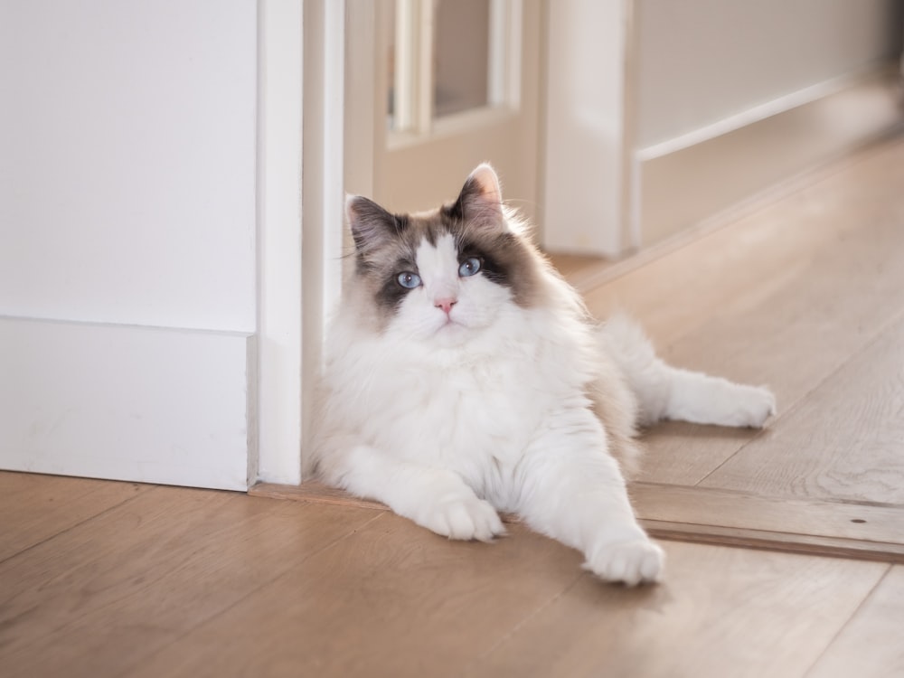 a fluffy white and brown cat laying on the floor
