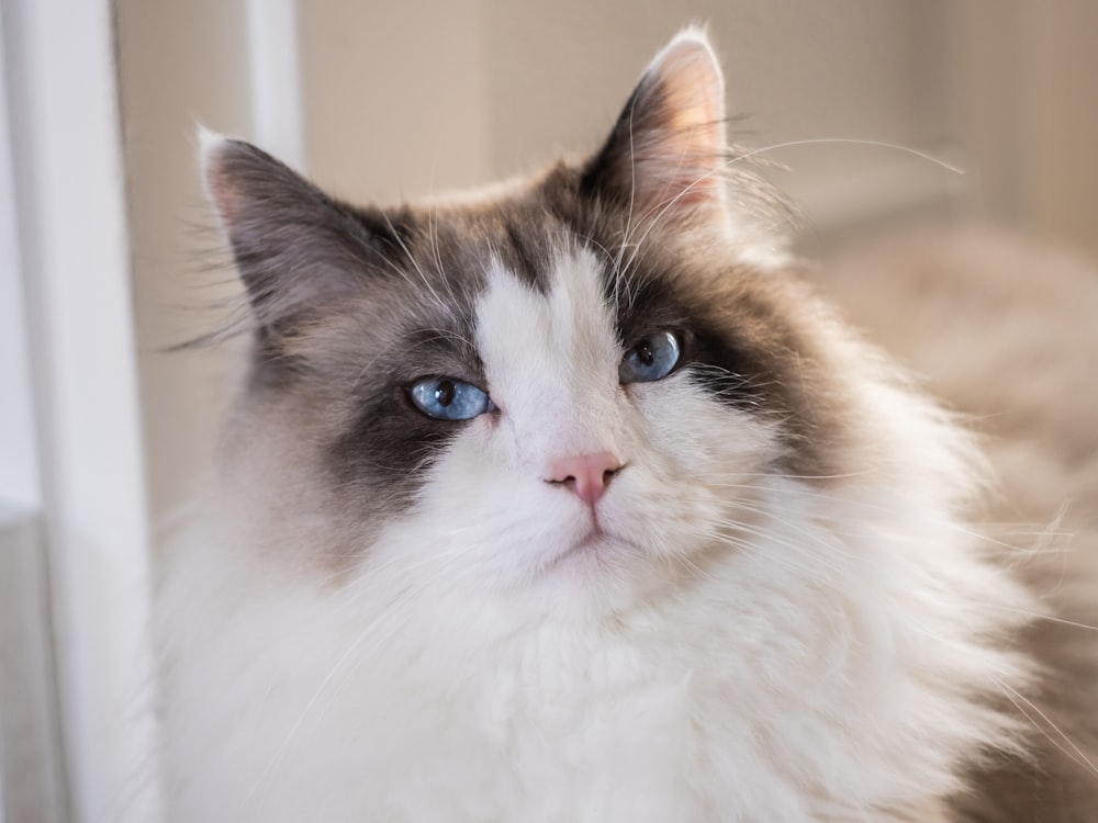 a white and brown cat with blue eyes