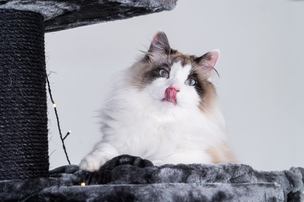 a fluffy cat sitting on top of a scratching post