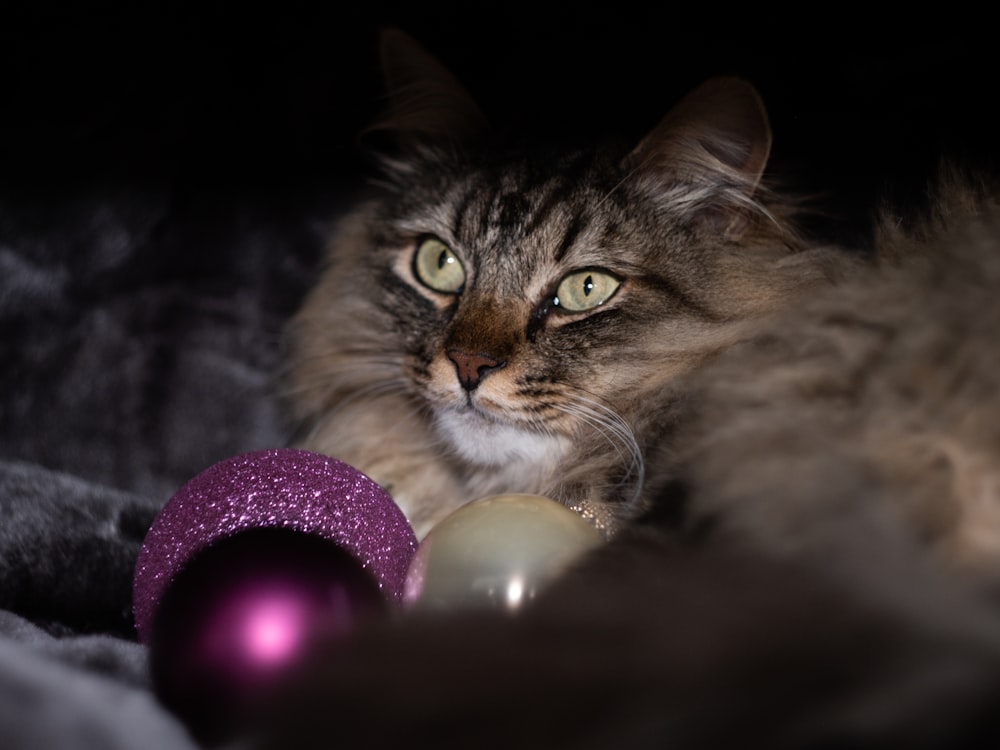 a cat laying on a blanket next to a purple ornament
