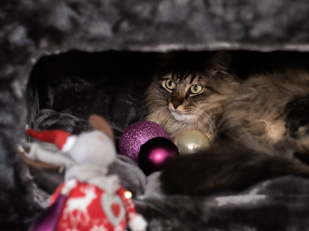 a cat laying in a cat bed with ornaments