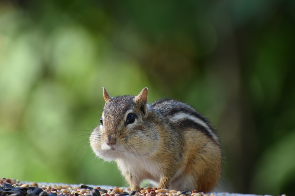a small chipper sitting on top of a bird feeder