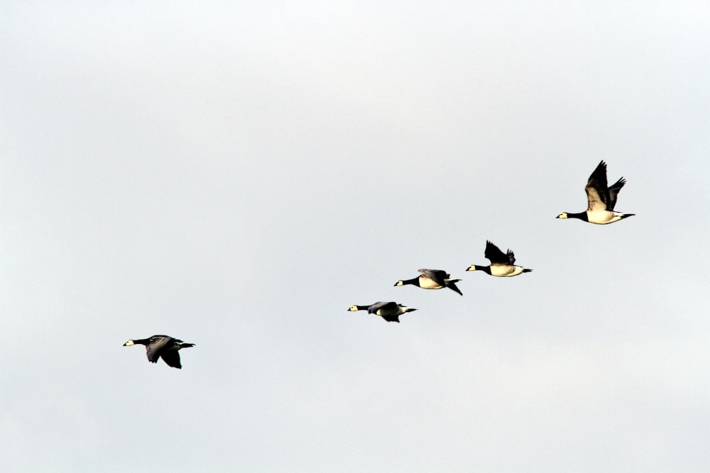 a flock of birds flying through a cloudy sky