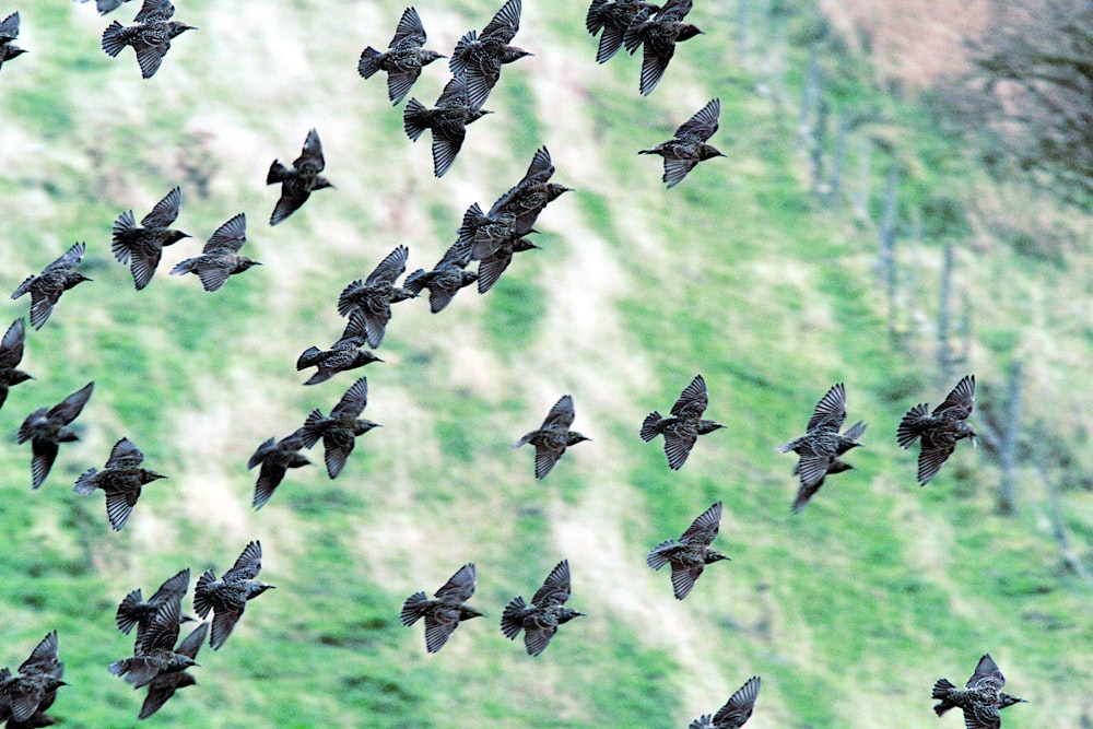 a flock of birds flying over a lush green hillside