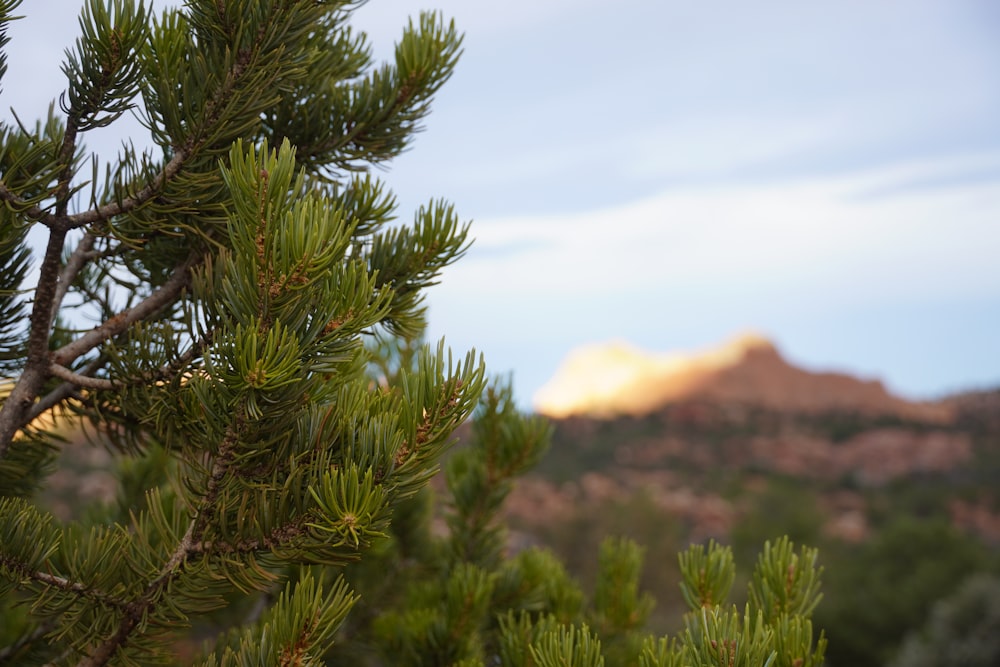 a pine tree with a mountain in the background