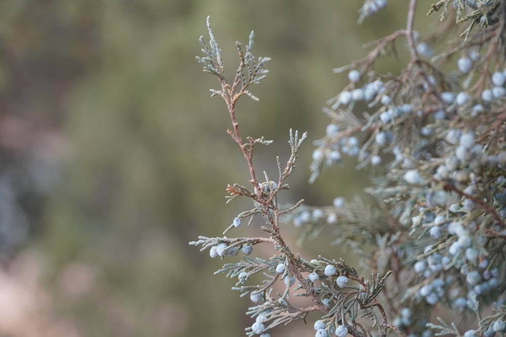 a close up of a tree with blue berries on it