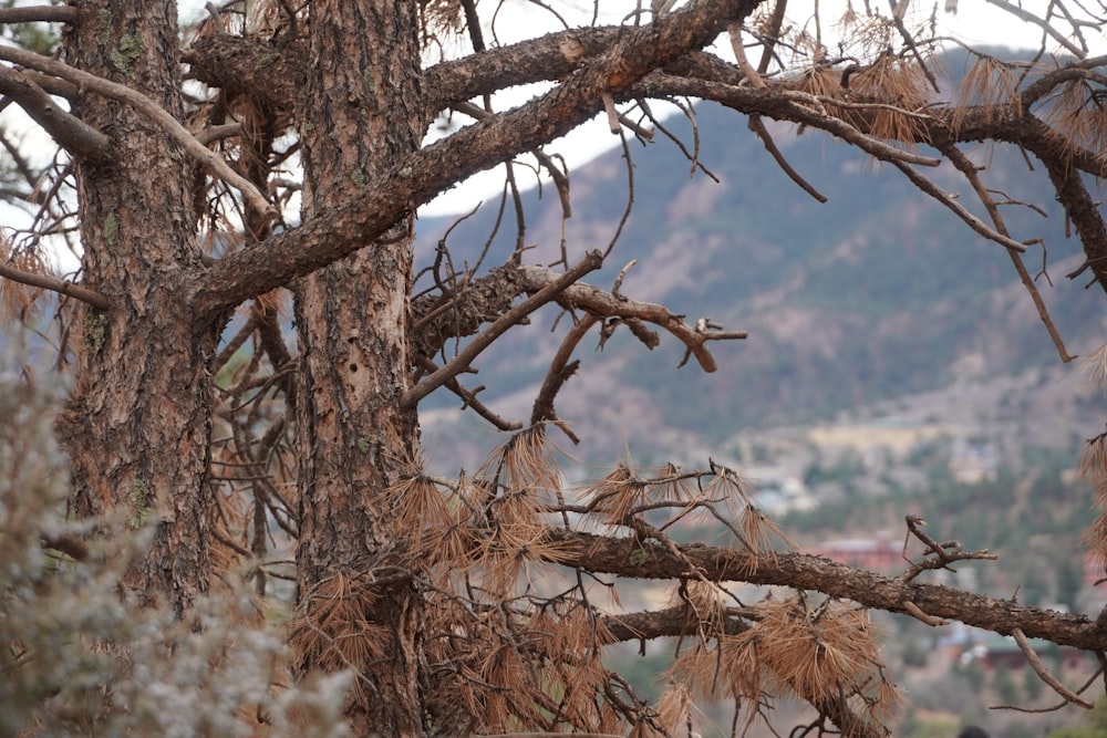 a bird is perched on a tree branch