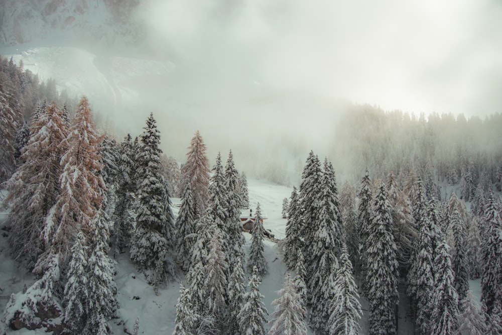 an aerial view of a snow covered forest