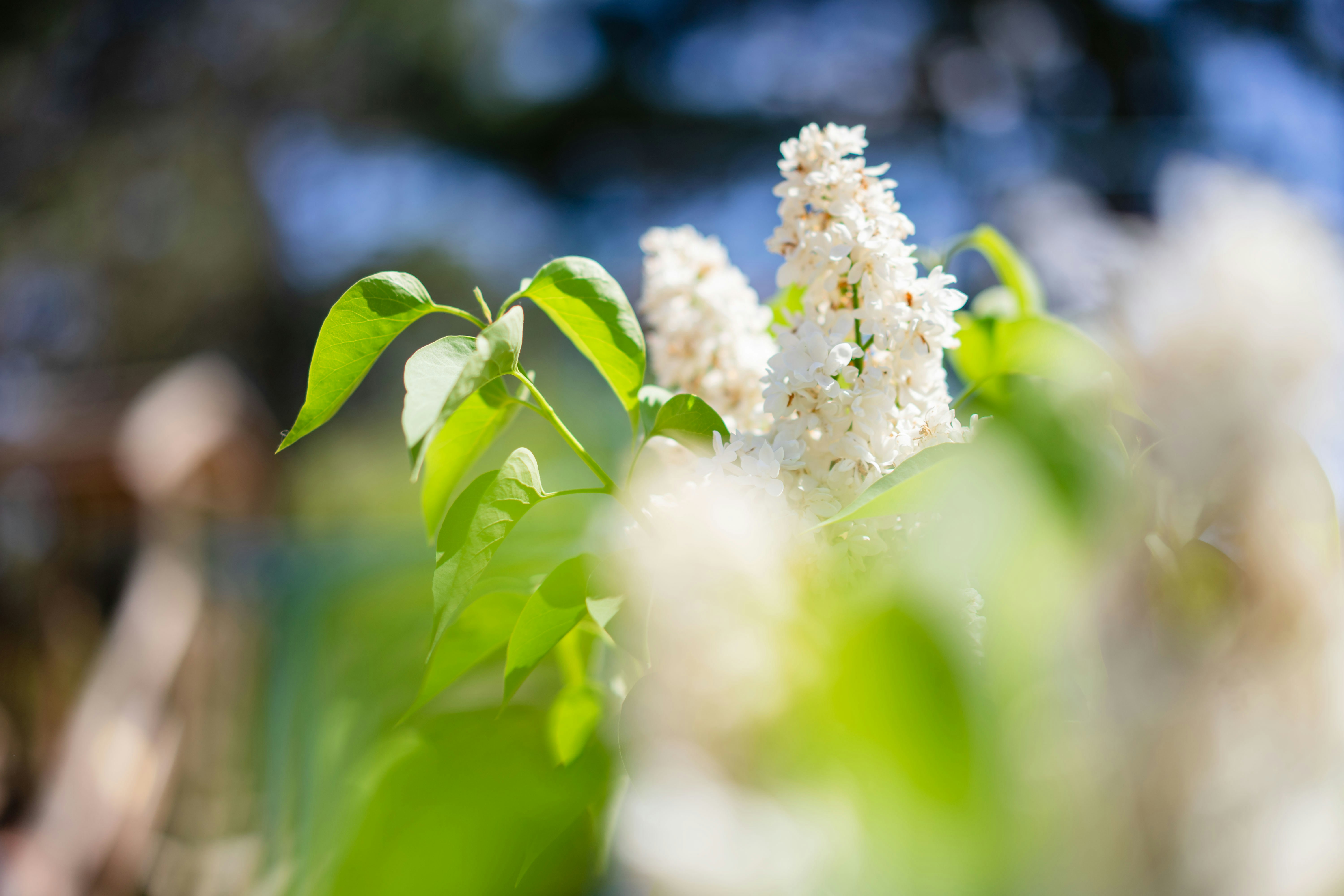 Gros plan d’une fleur blanche aux feuilles vertes