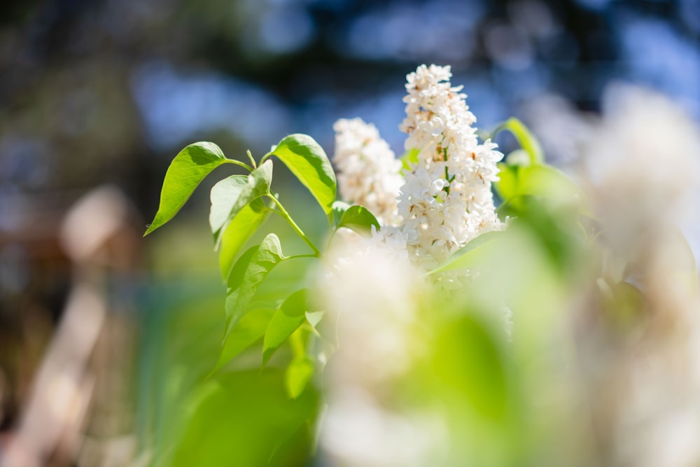 a close up of a white flower with green leaves