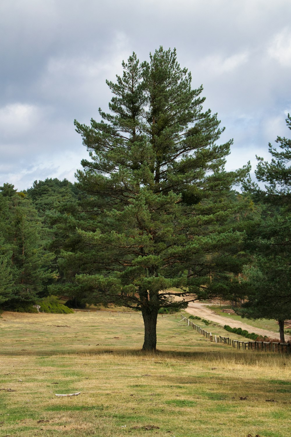 a lone tree in a field with a path in the background