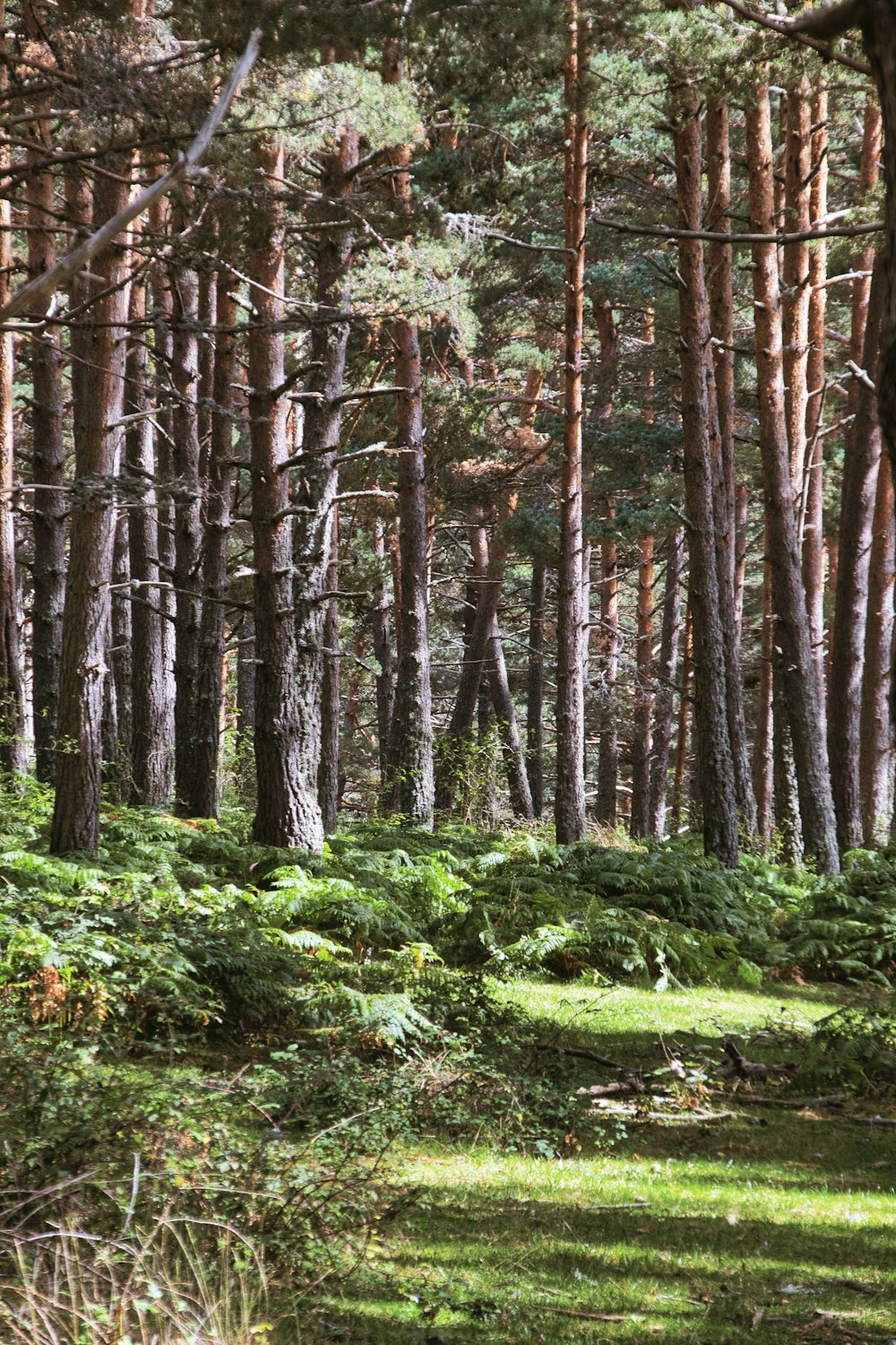 uma floresta cheia de muitas árvores altas