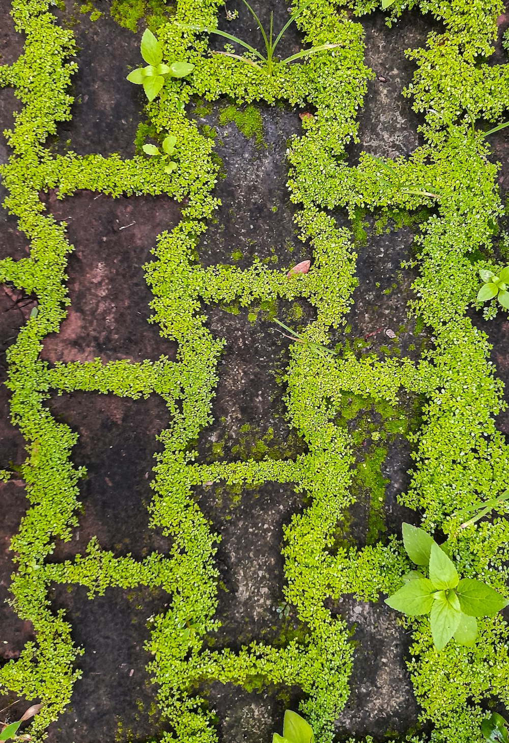 a close up of a plant growing on a brick walkway