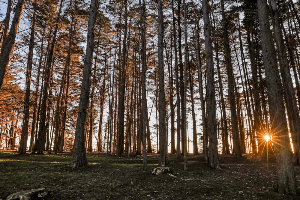 the sun is shining through the trees in the forest