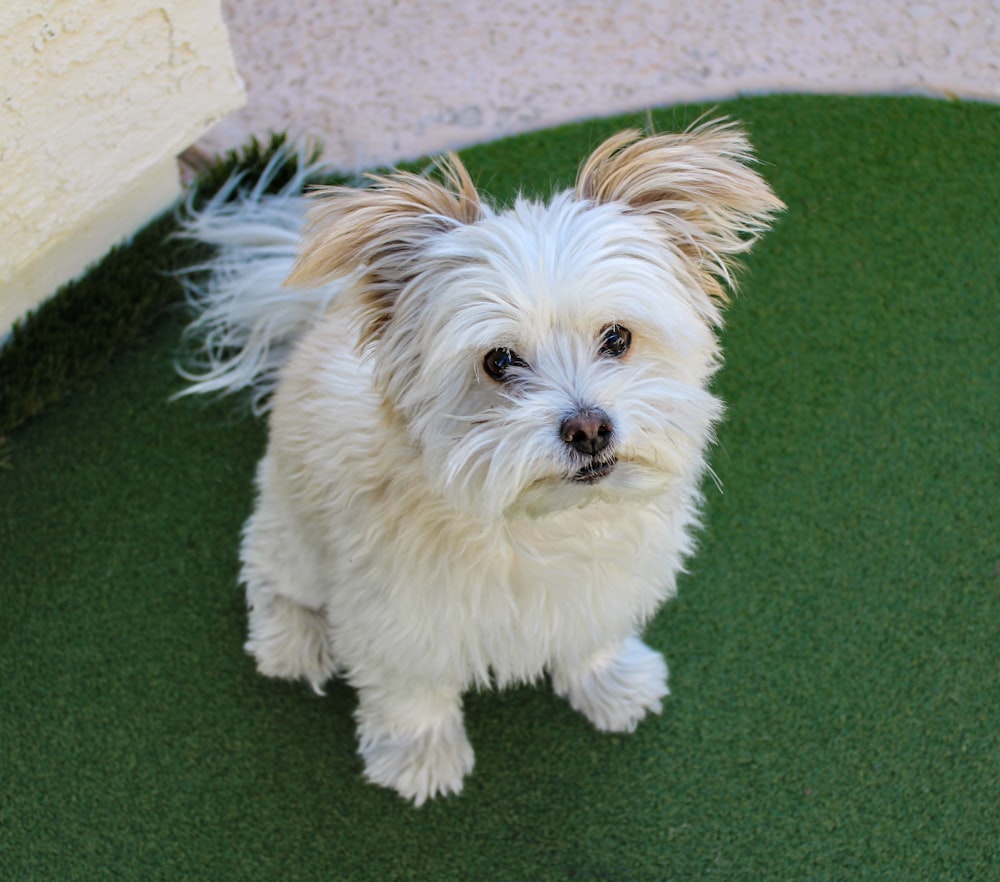 a small white dog sitting on top of a green rug