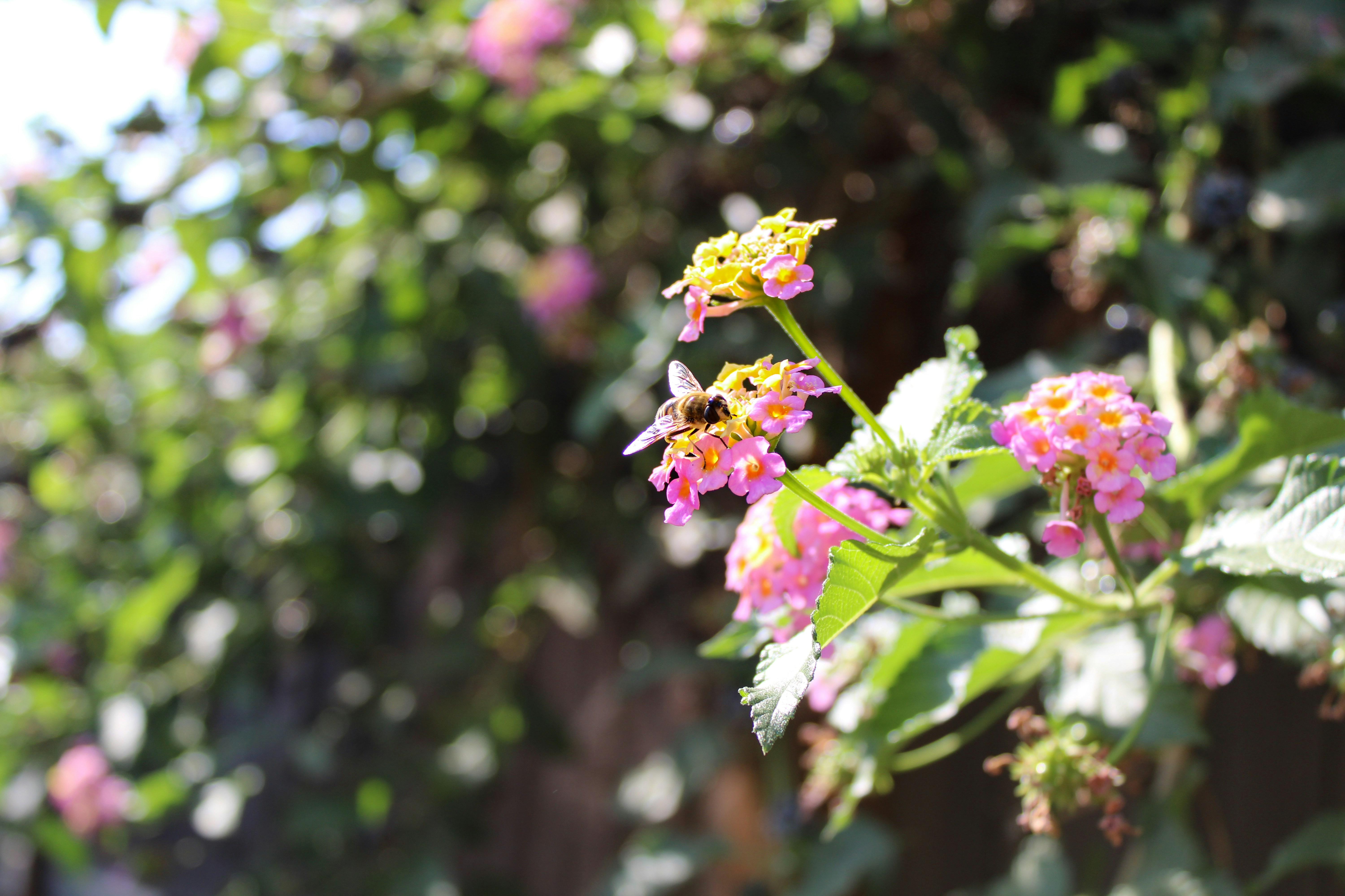 un bouquet de fleurs qui sont près d’une clôture