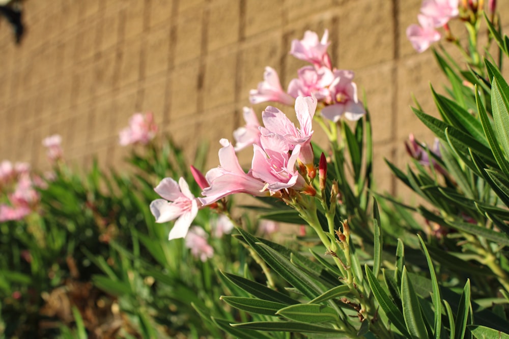 a bunch of pink flowers that are by a wall