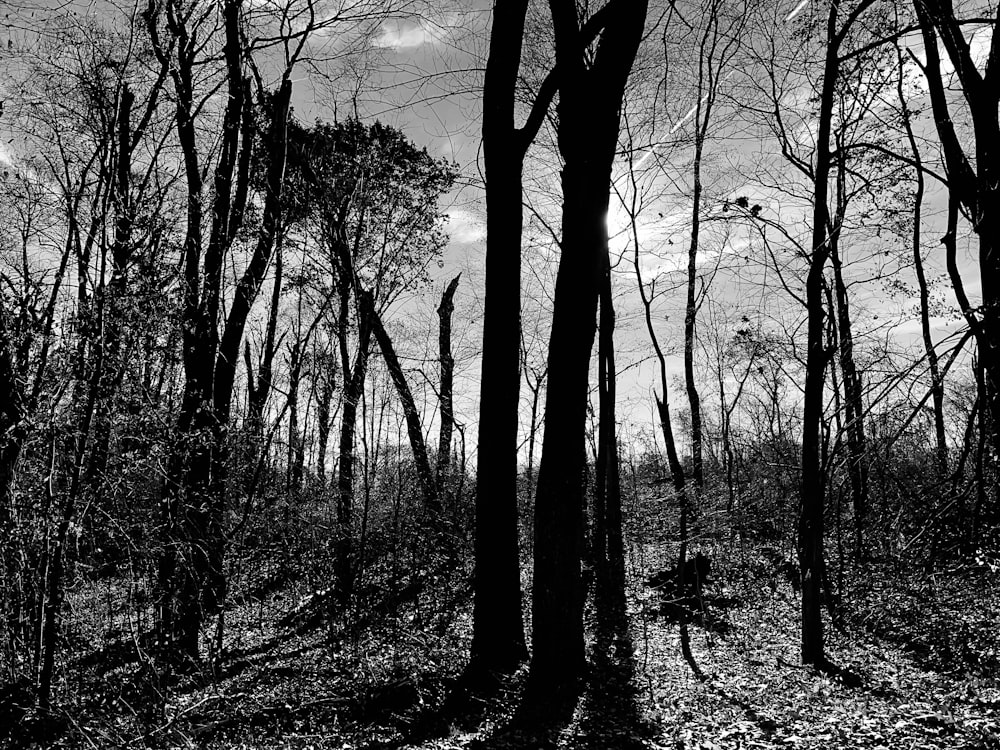 Una foto in bianco e nero di alberi nel bosco
