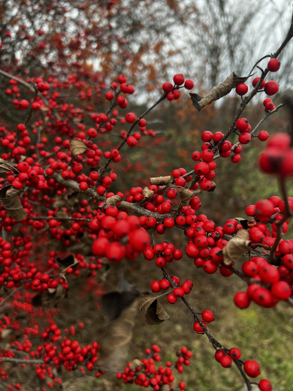 Les baies rouges poussent sur une branche d’arbre