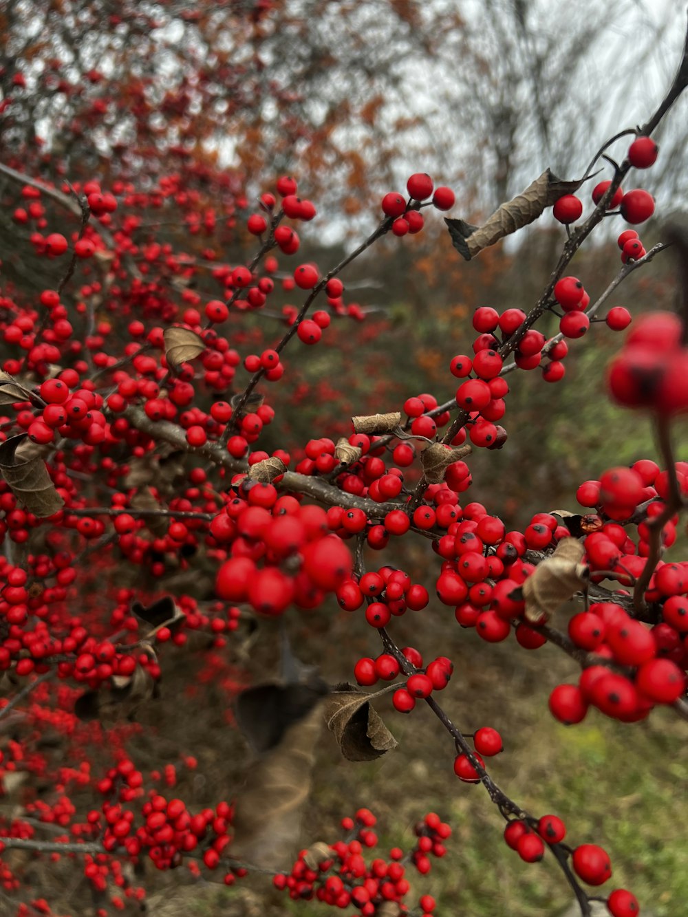 Las bayas rojas están creciendo en la rama de un árbol