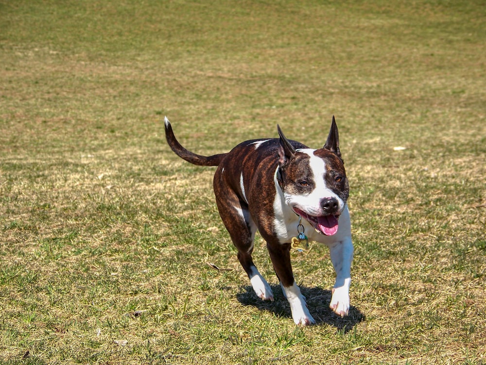 a brown and white dog walking across a grass covered field