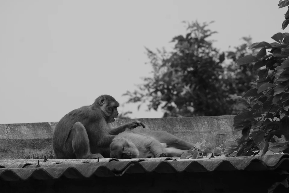 Two monkeys playfully interact on top of a building with a tiled roof together