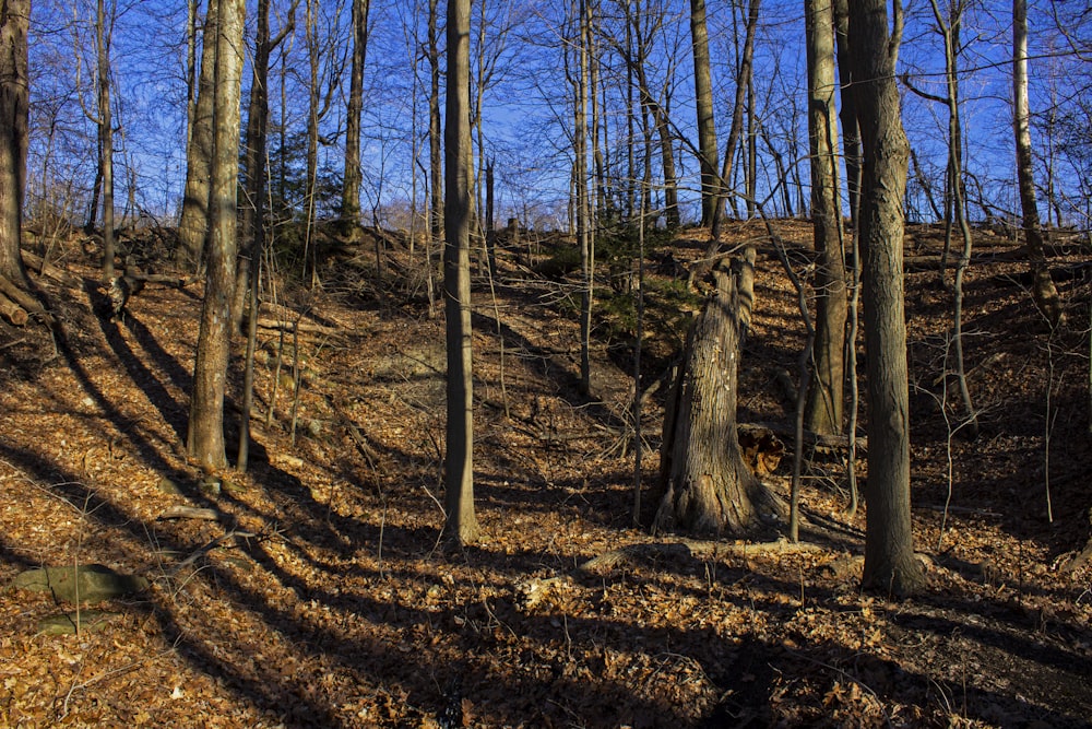 the sun is shining through the trees in the woods