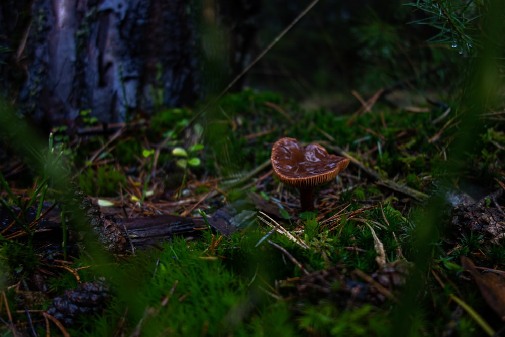 a small mushroom sitting on the ground in a forest