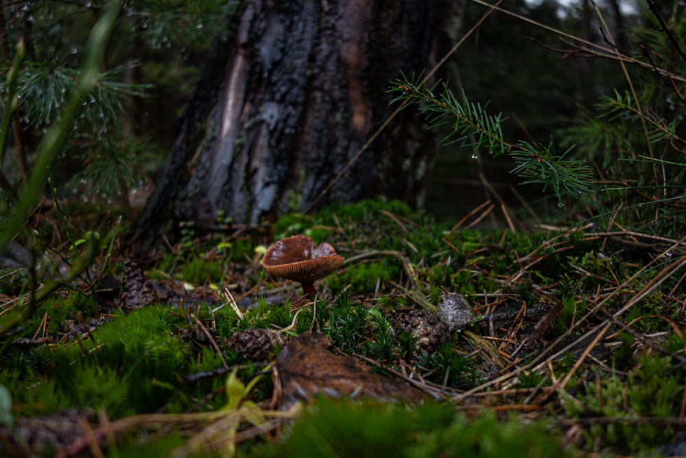 a mushroom in the middle of a forest