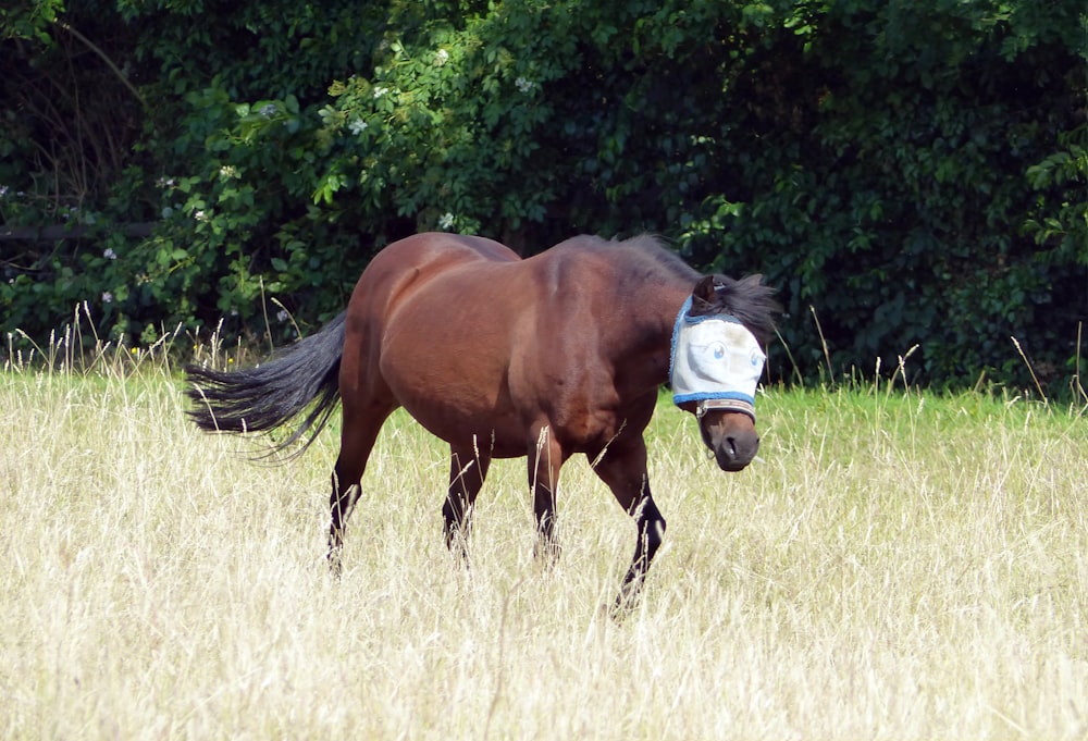 Un cavallo marrone che cammina attraverso un campo di erba alta