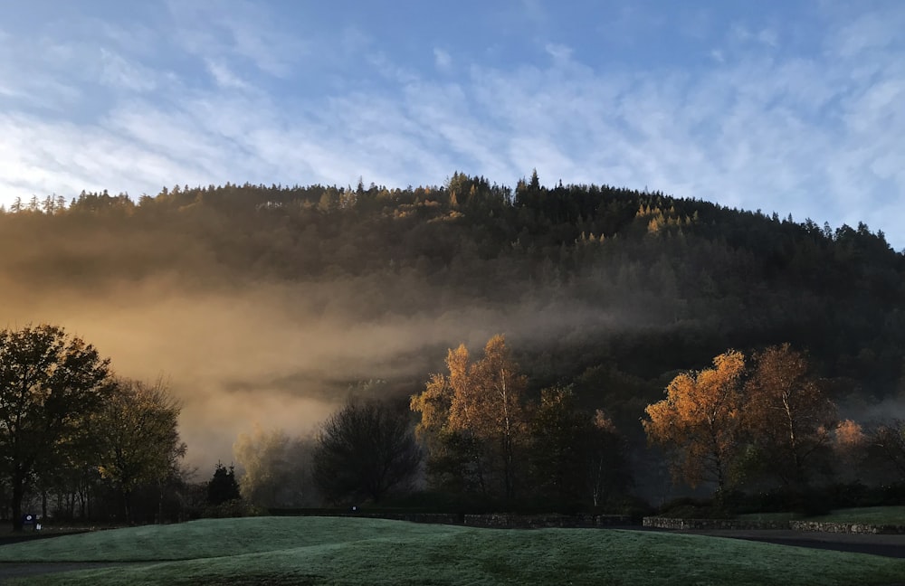 a foggy mountain with trees in the foreground