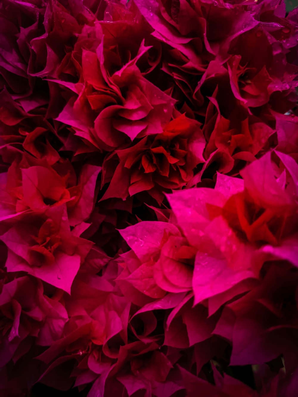 a close up of a bunch of pink flowers