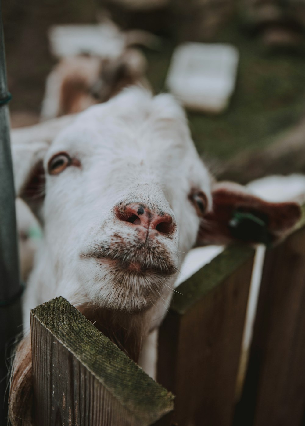 a close up of a goat looking over a fence