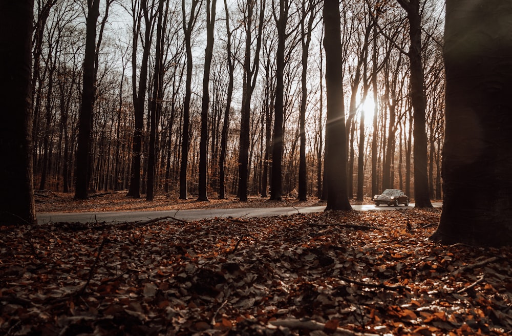 the sun shines through the trees in a wooded area