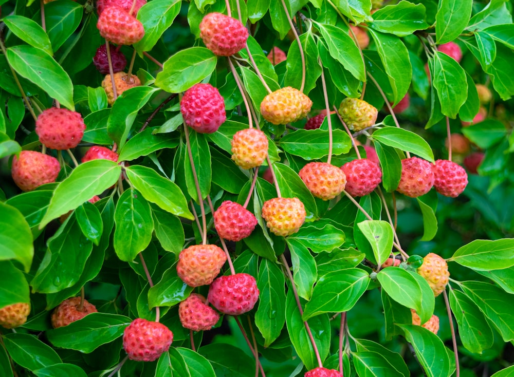 a bunch of raspberries growing on a tree
