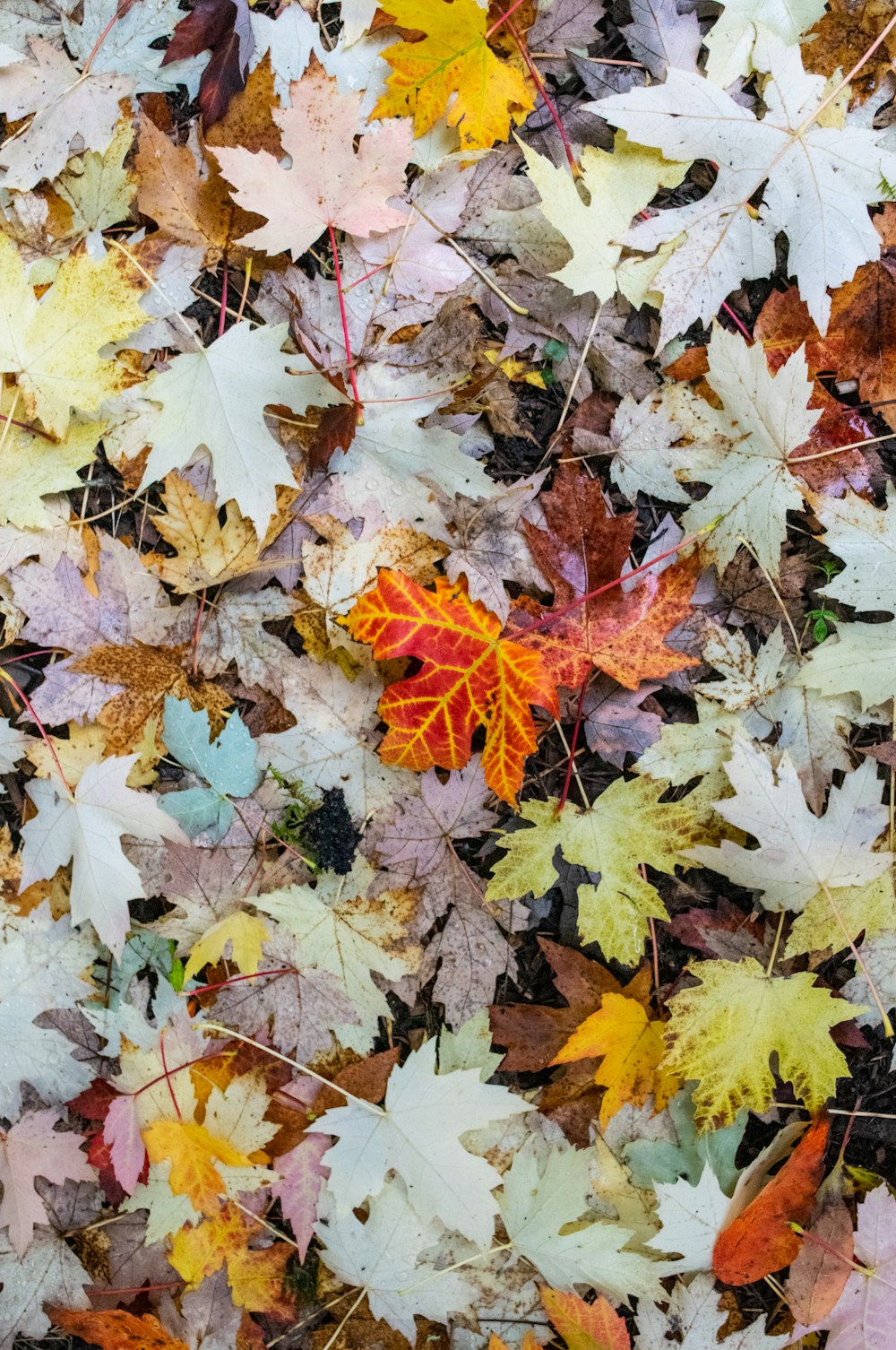 a bunch of leaves that are laying on the ground