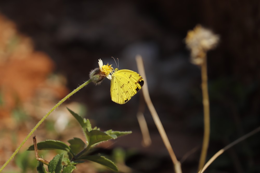 a yellow butterfly sitting on top of a green plant