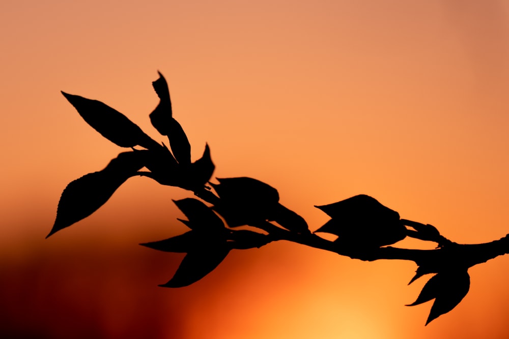 a silhouette of a plant with leaves against a sunset
