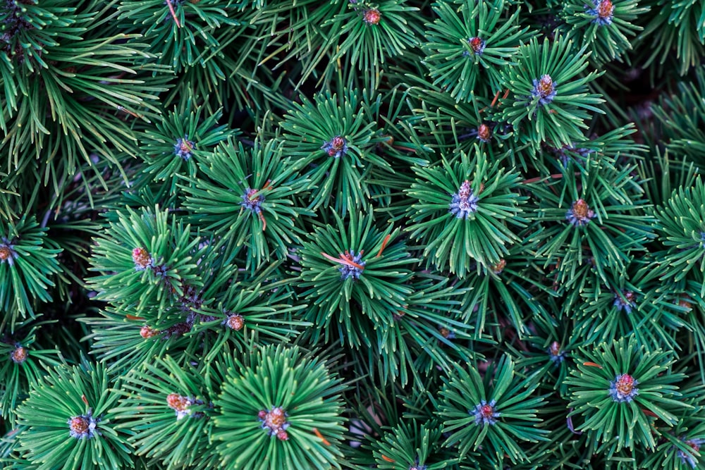 a close up of a bunch of pine needles