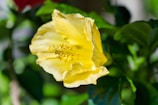 Close-up of vibrant hibiscus flowers in a sunny garden.
