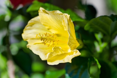 Close-up of vibrant hibiscus flowers in a sunny garden.