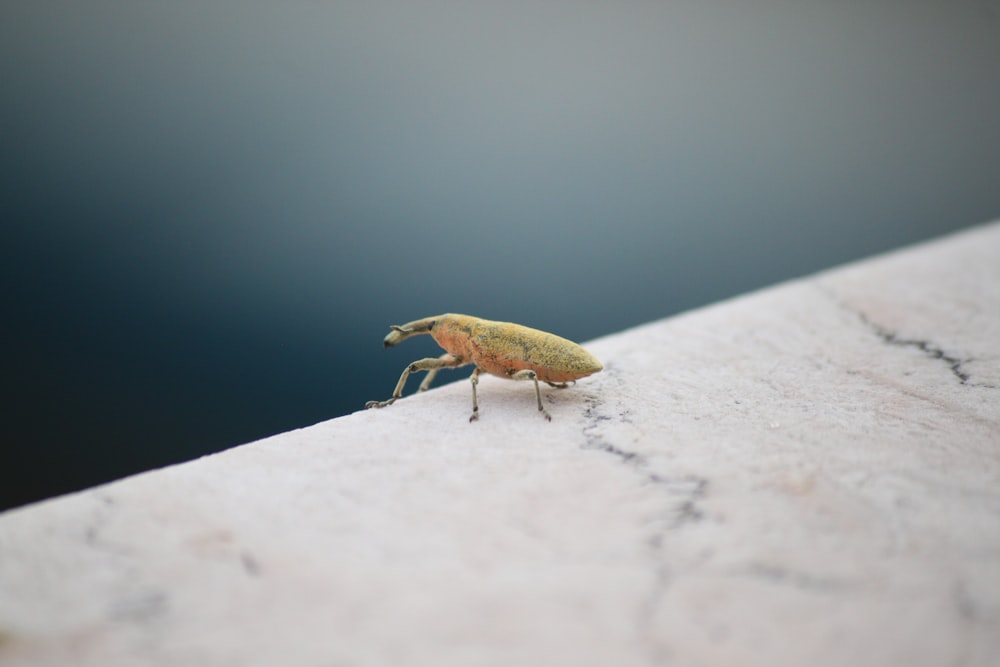 a close up of a bug on a wall