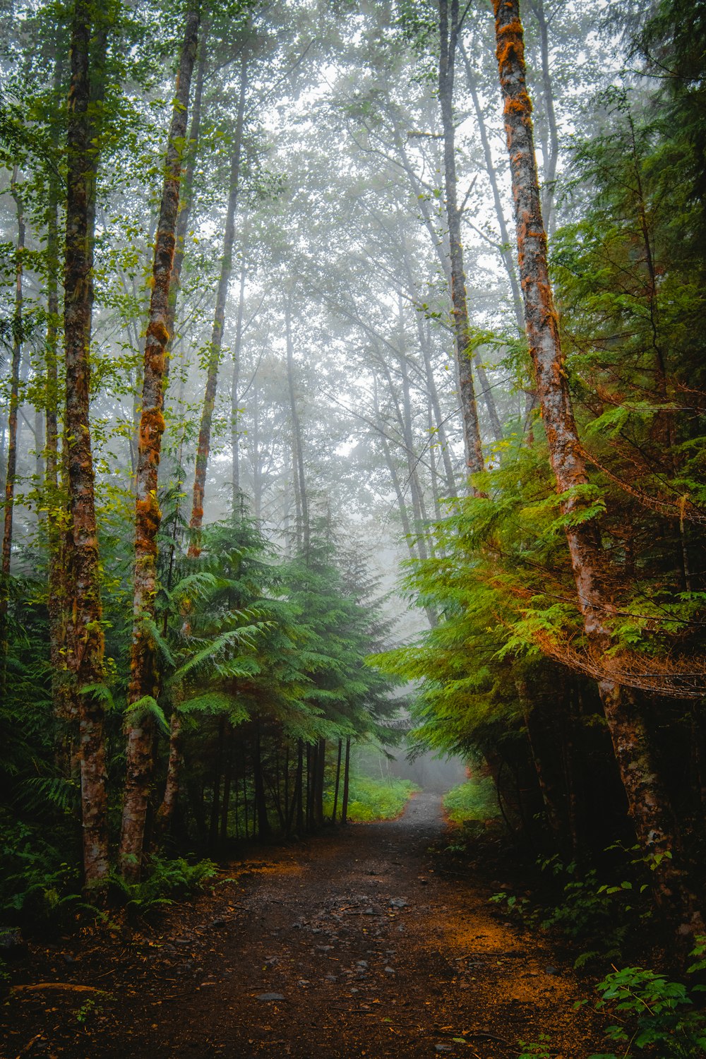 a path in the middle of a forest surrounded by tall trees