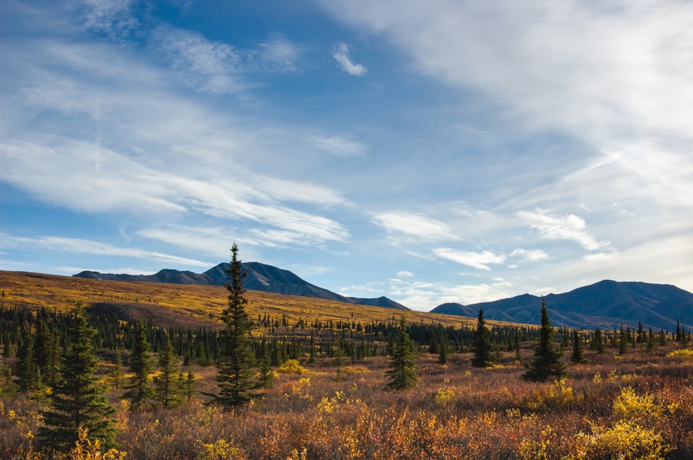 a field with trees and mountains in the background