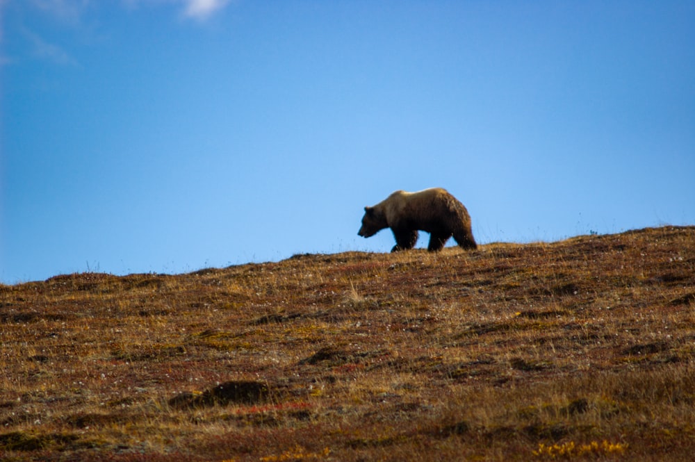 a brown bear walking across a grass covered hillside